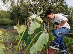 -樂桃源奉贤黄桃种植采摘基地