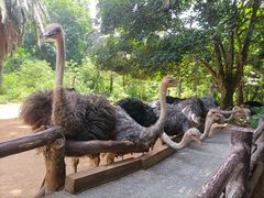 -海南热带野生动植物园