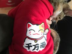 -关爱宠物医院·猫科中心·消化科(滨湖万达分院)