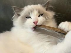 -客栈猫舍(中央北路店)