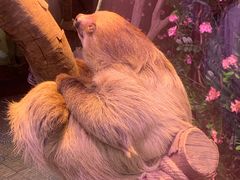 -正佳雨林生态植物园