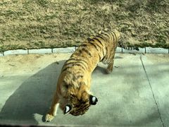 -北京野生动物园