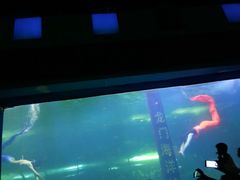 -洛阳龙门海洋馆