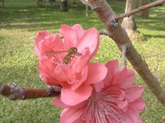 -深圳国际园林花卉博览园