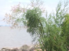 -上海吴淞炮台湾国家湿地公园