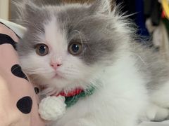 -babydoll猫舍·米努特·德文·缅因(久光中心店)