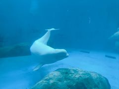 -海合安成都极地海洋公园