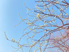 -桃花堤公园