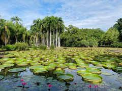 -中国科学院西双版纳热带植物园