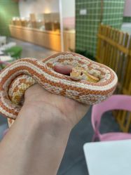 -Moni星球萌宠·小马宝莉·灵蛇·高端高阶全萌宠互动体验俱乐部(红豆国际广场店)