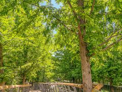 -白水寺森林公园