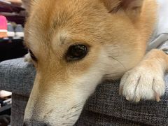 -逗柴咖啡屋·狗咖猫咖宠物桌游