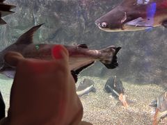 -太平洋海底世界