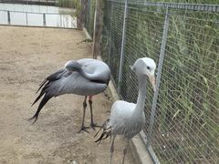 -盐城丹顶鹤湿地生态旅游区