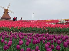 -杭州湾海上花田景区