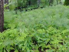 -五营红松林海景区