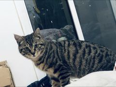 -爱佳宠物中心医院·骨外科·猫专科·急重症(瑶海万达店)