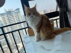 -喵园·猫主题咖啡厅·撸猫·猫咖(国贸店)