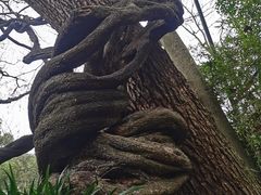 -绮园景区