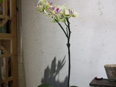 -八珍手工水饺·妈妈的爱(传芳巷店)