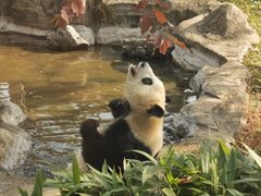 -武汉动物园