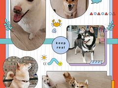 -柴犬高等学院·狗咖·柴犬售卖·宠物训练