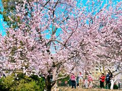 -桃花堤公园