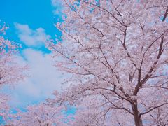 -上海辰山植物园