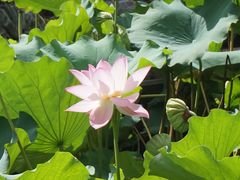 -陈家山荷花公园