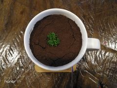 盆栽奶茶-喵园·猫主题咖啡厅·撸猫·猫咖(国贸店)