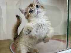 -青奢宠物·青奢猫舍