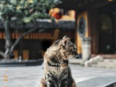 -龙华寺