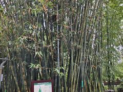 -望江楼公园