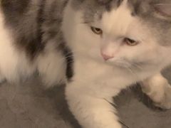 -Mr.Fox狐狸先生超级密室(南山店)
