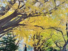 -北海道厅旧本厅舍(旧本庁舎)