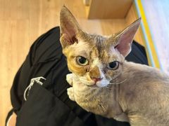 -MOYOYO猫咪咖啡店