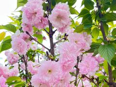 -眉山湿地公园(东坡区)