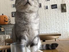 -平行世界·猫咖(首经贸店)