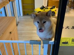 -南京Hallo宠物乐园·哈罗犬舍·柴犬繁育基地