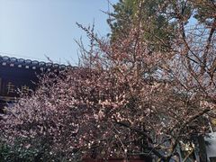 -青羊宫