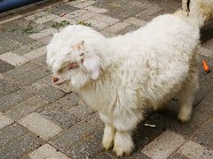 -长白岛森林公园