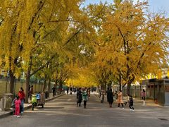 -三里屯东五街银杏大道