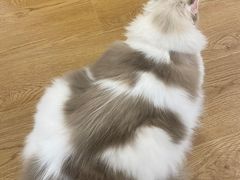 -1013 PET SHOP精品宠物商店(丁香店)