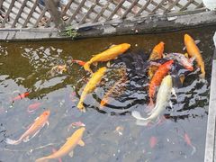 -九尺赵老四鲜鹅肠火锅