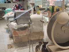 -momokira米努特·德文卷毛猫·棉花面纱犬