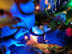 -恐龙探索乐园(磁器口店)