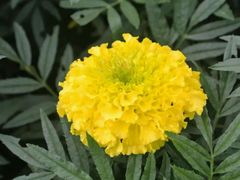 android_upload_pic-广西壮族自治区药用植物园