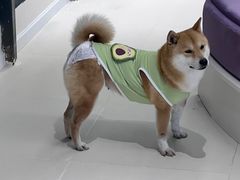 -怪兽屋·羊驼·猫咖·狗咖(俊华广场店)