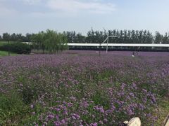 -北京东方普罗旺斯薰衣草庄园