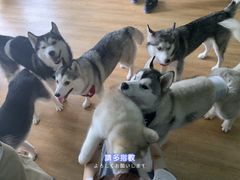 -Husky Go! 哈士奇体验馆·宠物咖啡厅狗咖